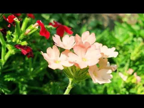 Verbena  -  Enjoy Beautiful Flowers