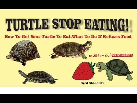 Turtle Stop Eating How To Trick Them To Eat Food What To Do If He Refuses Food Youtuberandom Turtle Stop Eating How To Trick Them To Eat Food What To Do If He Refuses Food Youtuberandom