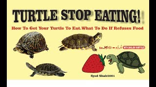 Turtle stop eating How to get your turtle to eat. What to do if he refuses food