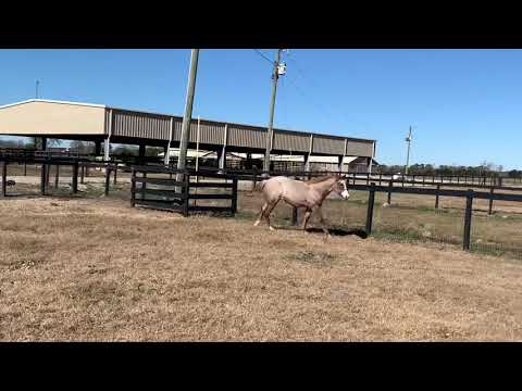 SOLD - 2020 VSCB colt