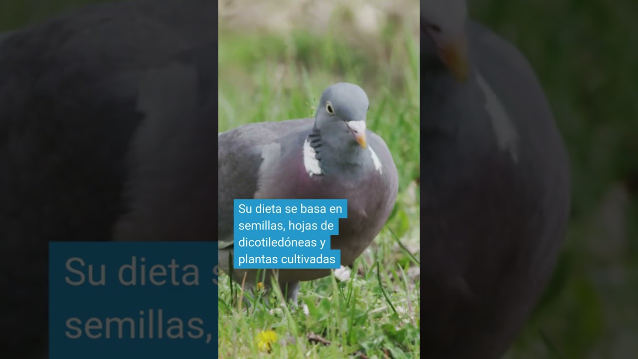 Sí, paloma, ¿pero qué especie de paloma es?
