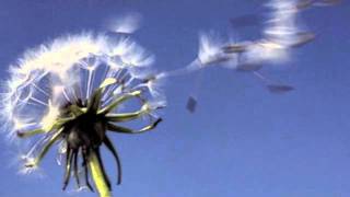 Roberto Rusconi De Arte Respirandi 2