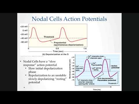 Fall 2020 208 Heart Electrophysiology Part 1