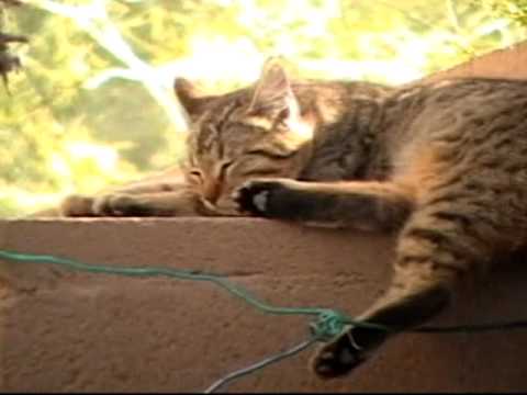 Artie the Cat - Sleep by Day, Hunt by Night?