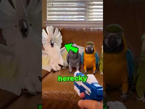 Poslední papoušek všechny úplně dostal.😱🦜