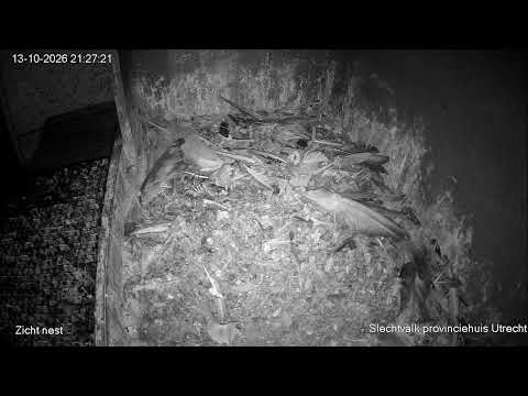 Utrecht peregrine falcon nest live cam