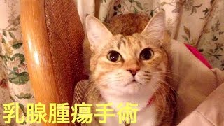 【感動】乳腺腫瘍の手術を終え、看病するルルさん やさしい  癒し  メインクーン