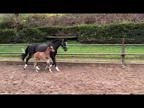 Elitestute Greta Garbo und ihr Sohn von High Motion