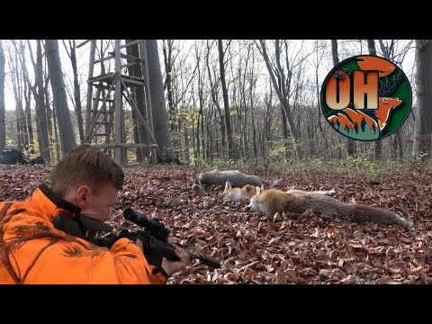 DRÜCKJAGD im Thüringer Wald I 2022 I Wild ohne Ende!