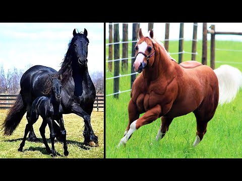 20 Most Powerful Horse Breeds in the World