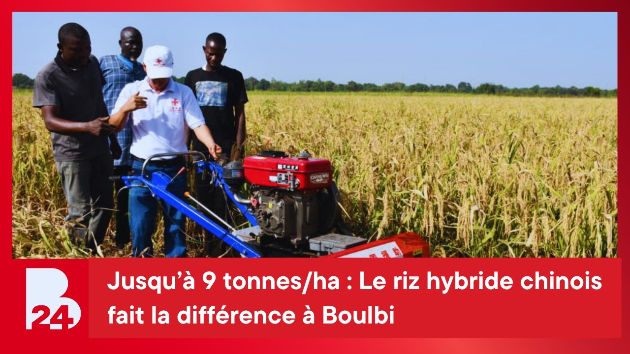 Jusqu’à 9 tonnes/ha : Le riz hybride chinois fait la différence à Boulbi