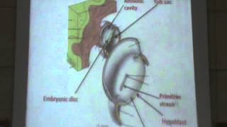 10) Dr.Sherif 10/12/2013 [Embryology]