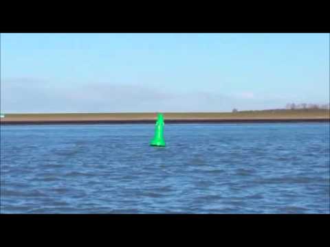 Dolfijnen Westerschelde 2016 01 17