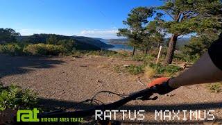 Rattus Maximus