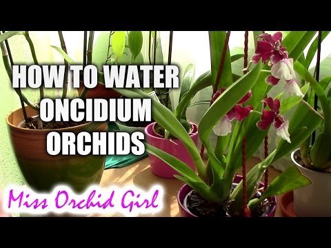 How to water Oncidium orchids - tips for a healthy orchid