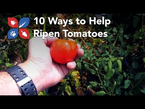  Do My Own Gardening - 10 Ways to Help Ripen Tomatoes  Video 