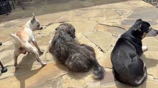 Video preview image #1 Chihuahua Puppy For Sale in Boonton, NJ, USA