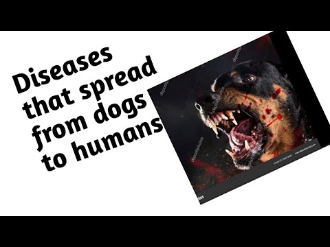 what are diseases that spread from dogs to humans In English||Canine clinic