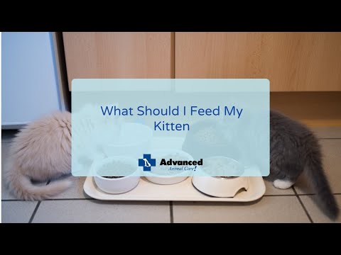 What Should I Feed My Kitten