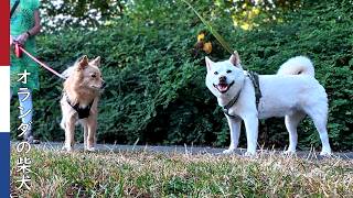 オランダ 犬のう〇こ事情｜ 柴犬柿丸・オランダ散歩と環境音