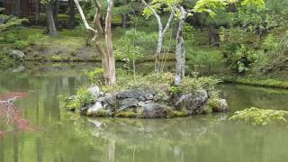 How to Develop a Deeper Appreciation of a Green Garden