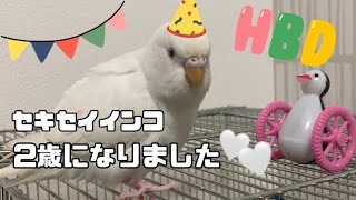 Beautiful parakeet Mee-chan turned 2 years old
