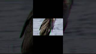BIRD SINGING SERIES cormorant #shorts