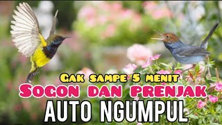Download lagu Suara Pikat Sogon Kejepit  Kombinasi Prenjak kejepit Ribut  mp3