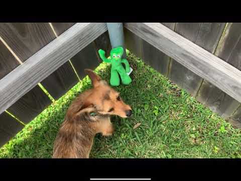 Gumby gets attacked by a dog and then gets “saved” by a dragon