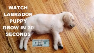 Watch a Labrador Puppy Grow in 30 seconds - #MikoTheLabradorNinja