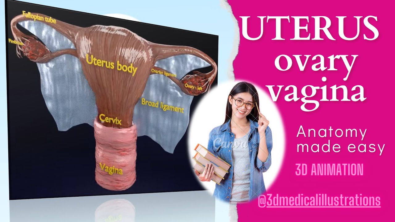 Uterus 3D Model