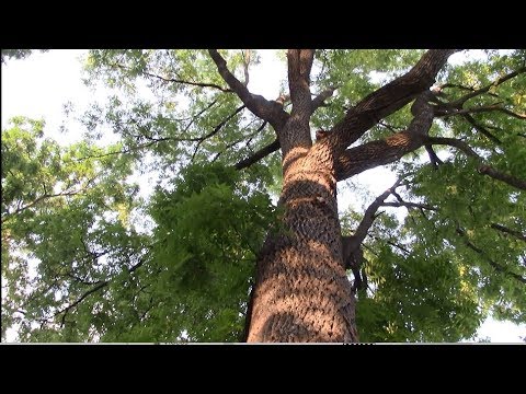 download lagu mp3 mp4 Identify Walnut Tree Varieties, download lagu Identify Walnut Tree Varieties gratis, unduh video klip Identify Walnut Tree Varieties