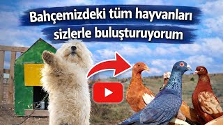 Hepsi Üst düzey Kaliteli Evcil hayvanlar 