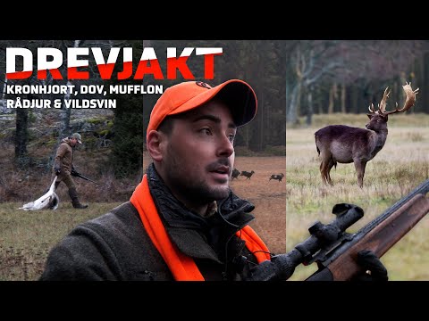 Drevjakt på Björksund som bjuder på mycket vilt!