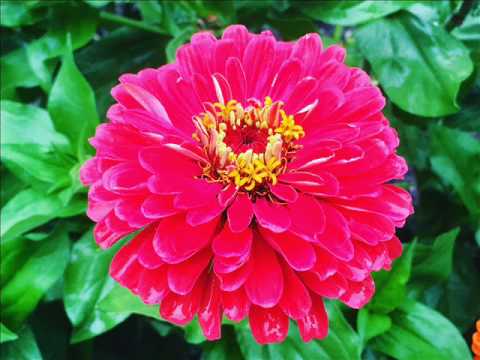 Movie poze in Gradistea,Olt pix~iulie 2017~#markuttyphoto#