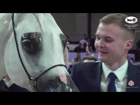 N 68 EUZONA   World Arabian Horse Championship 2021   PARIS   Senior Mares Class 3B
