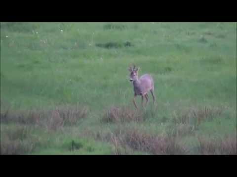 Bockjagd 1. Mai   2014