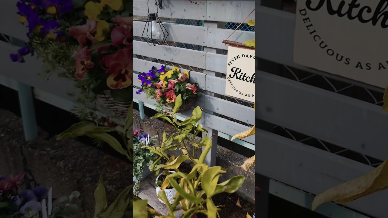 ビオラ沢山買いすぎたけど更に追加で買ったせいで庭がビオラだらけになりました。