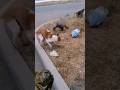 Baboon X Dog