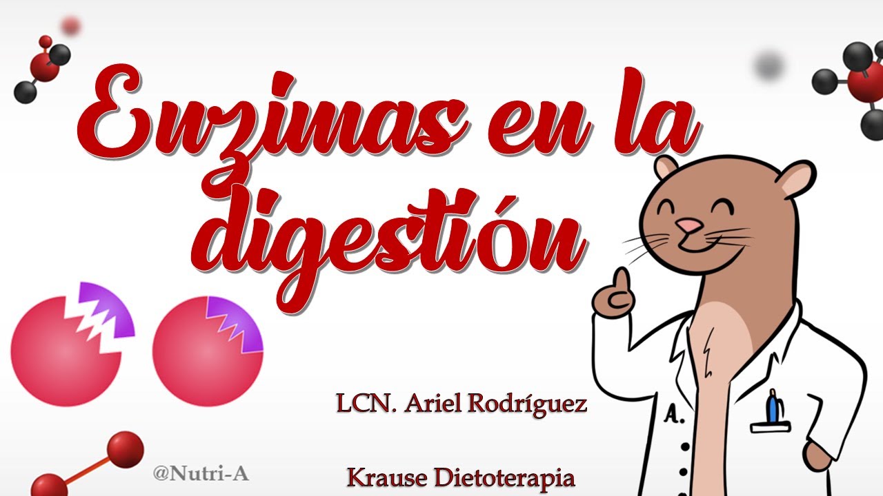 ¿Que ENZIMAS hay en la DIGESTIÓN? /  Enzimas en el Sistema Digestivo en Nutrición