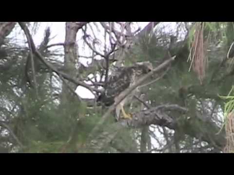 Hawk Fledglings Ready To Leave Nest 4/26-5/2/12