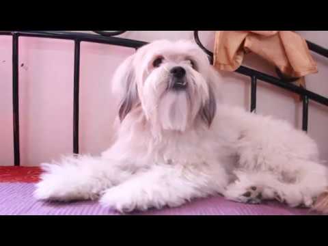 Lhasa Apso is a  breed full of surprises | Lhasa Apso Dog |  ( GYPSY)