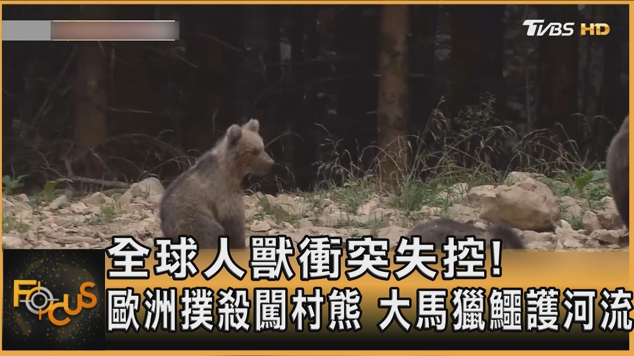 FOCUS全球新聞/全球人獸衝突失控!歐洲撲殺闖村熊 大馬獵鱷護河流
