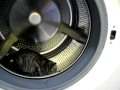 Cat In Washer