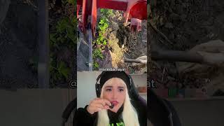 Bird Saves Eggs from Tractor — Full Breakdown & Transcript