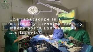 Merce's story - a laparoscopic gastropexy