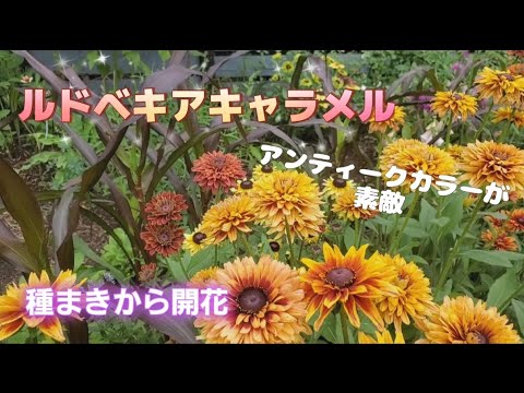 園芸 明るいルドベキア、明るいルドベキア