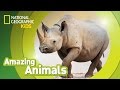 Black Rhino | Amazing Animals