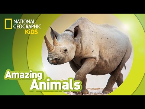 Black Rhino | Amazing Animals