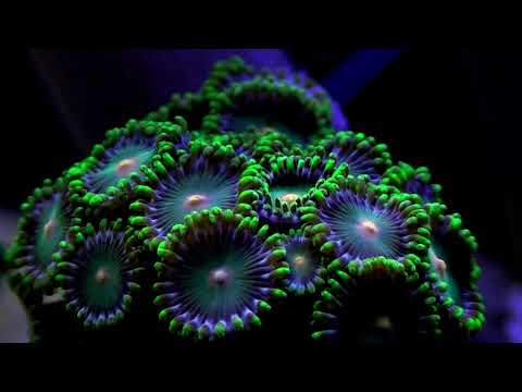 Reef Tank 80L z bliska | Akwarium Morskie bez sumpa i odpieniacza